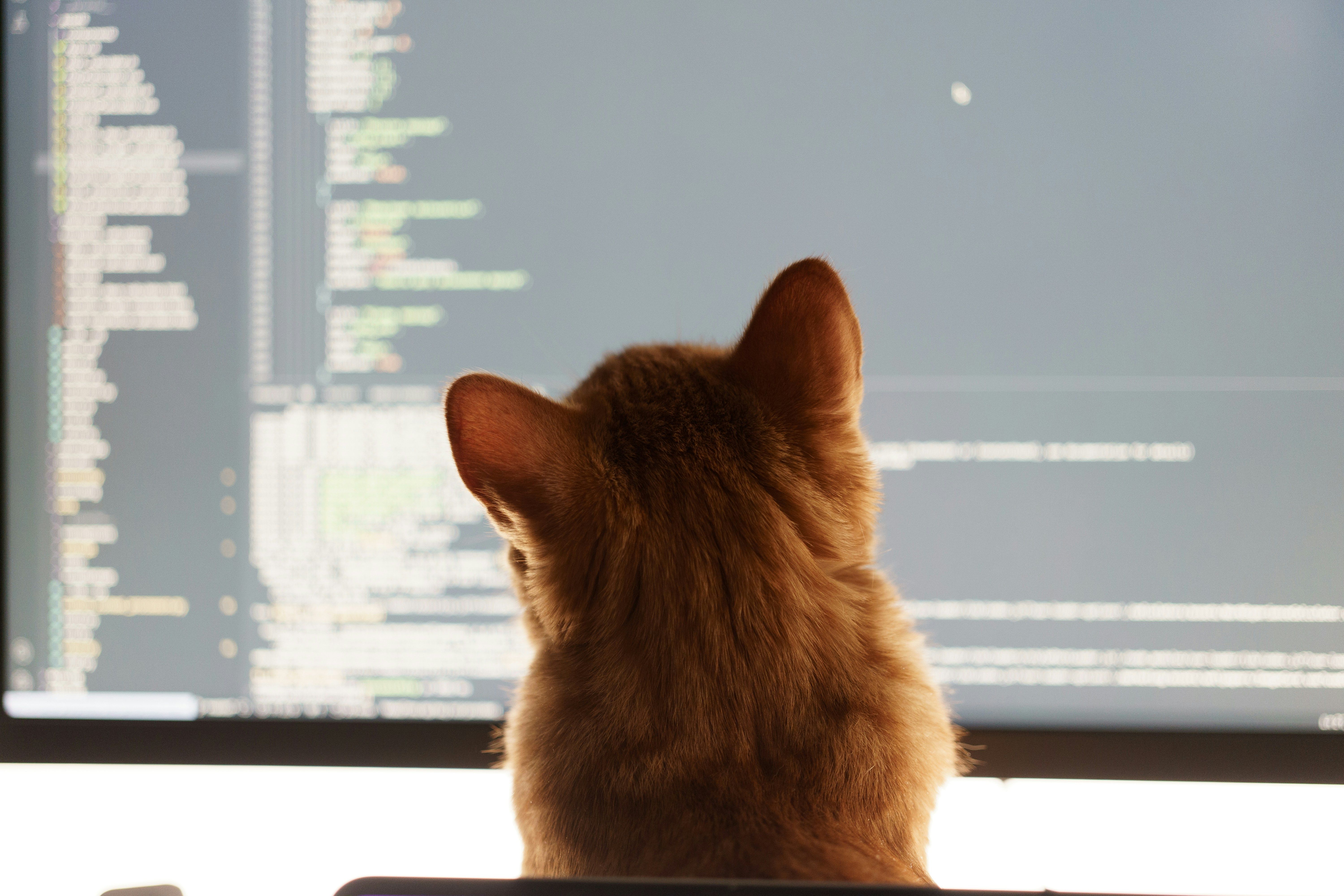 illusration article blog Edouard Dorier Un chat qui regarde un ecran avec du code. Photo libre de droit de Volodymyr Dobrovolskyy sur unsplash.com Illustration of a blog post 